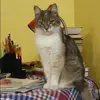 Отзыв от Наиля Лобанова